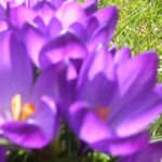 Krokus, unscharf
