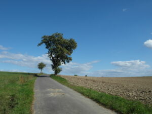 ewiger Birnbaum Zweibrücken